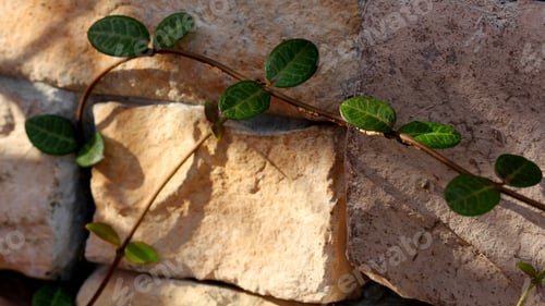 Preview: Green Ivy Growing On Stones - Photograph Of A Branch Of Green Decorative Ivy Growing On A Stone