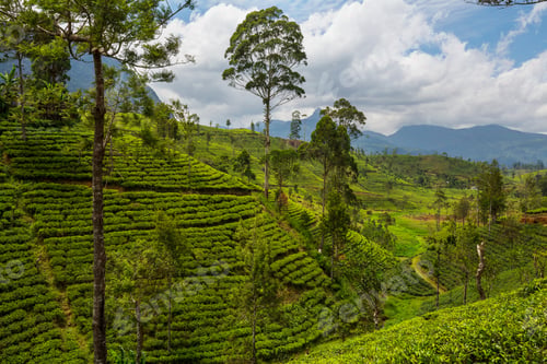 Preview: Tea plantation