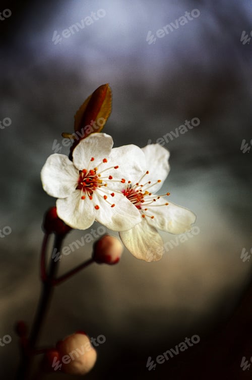 Preview: Spring blossom with darker background