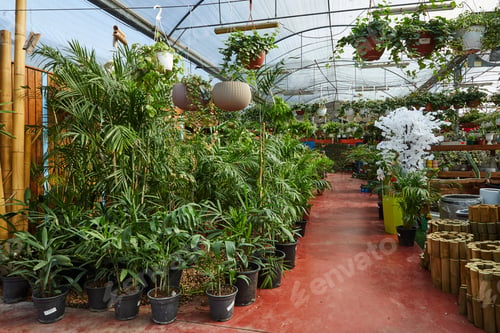 Preview: Flowers and indoor plants in the greenhouse in winter.