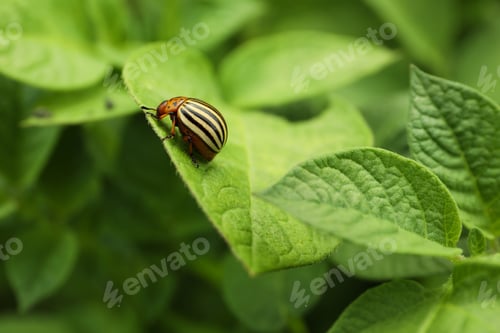 Preview: Colorado potato beetle on green plant outdoors, closeup