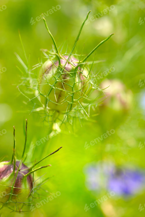 Preview: Nigella seed capsule, Nigella sativa. Love-in-the-mist