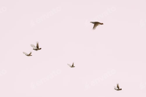 Preview: Belarus. Wild Perdix Birds Or True Partridges Flying In Winter S