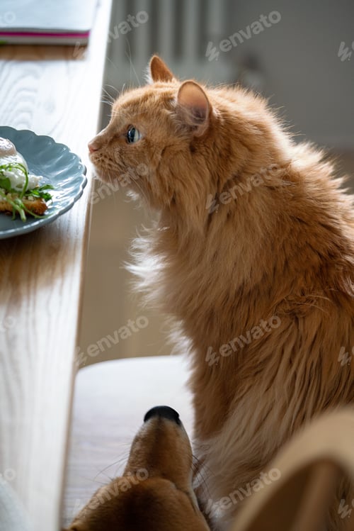 Preview: red home pets and breakfast