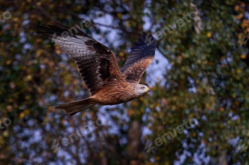 Preview: Red kite (Milvus milvus)