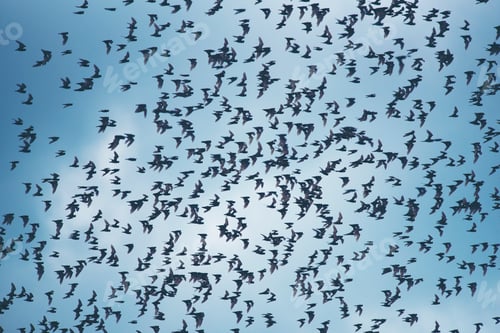 Vorschau: viele Fledermäuse fliegen am Himmel