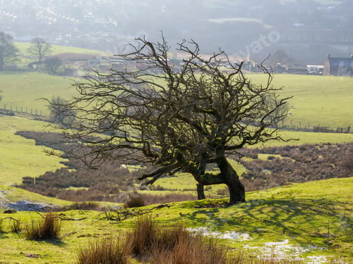 Preview: A solitary tree in a green field with a rural landscape in the background