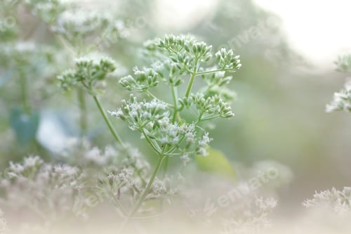 Preview: flowers