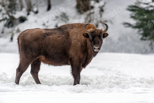 Preview: European bison (Bison bonasus) in natural habitat