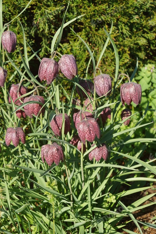 Preview: Snake'S Head Fritillary (Fritillaria Meleagris). Called Chess Flower, Frog-Cup, Guinea-Hen Flower