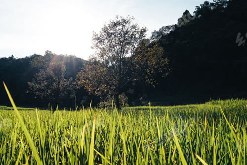 Preview: Rice field ,Aerial view of rice fields