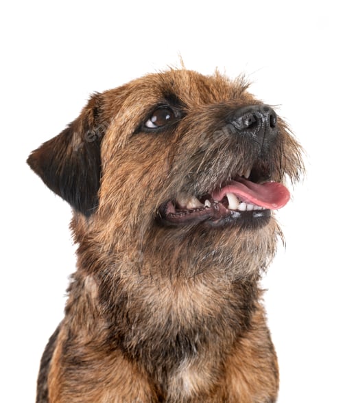 Preview: border terrier in studio