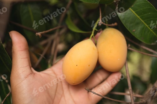 Preview: Thai Plango fruit or Boueaburmanica Griff, Tropical fruit calling Ma Yong Chid in orchard