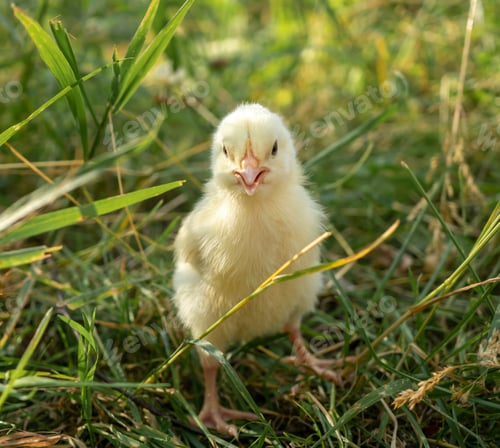 Preview: Little yellow chick on fresh green grass