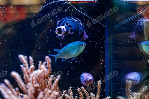 Preview: Tropical sea fish. The concept of the water world.
