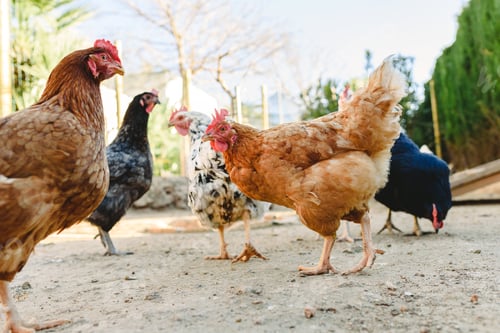Preview: Hens pecking food in the fencing of their henhouse on a farm.