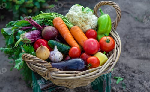 Preview: Fresh organic vegetables in a basket in the garden. Selective focus