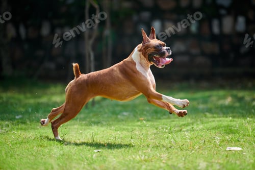 Preview: Boxer dog running and jumping on green grass summer lawn outdoor park walking with adult pet
