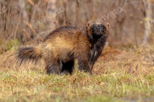 Preview: Wolverine walking in nature of Finland