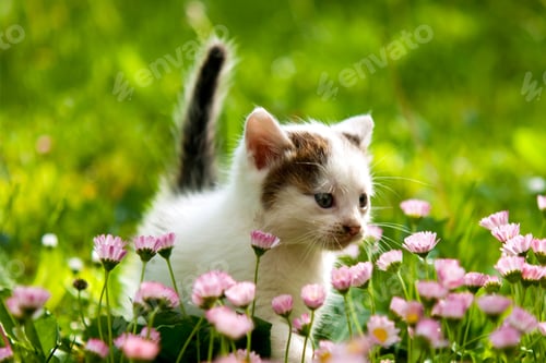 Preview: cat, kitten, pet, isolate
