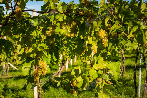 Preview: Crops of white grapes with green leaves on the vine. fresh fruits. Harvest time early Autumn