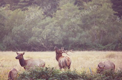 Preview: Elk
