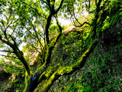 Preview: Saint Tree on Hierro