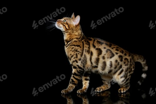Preview: Beautiful bengal cat