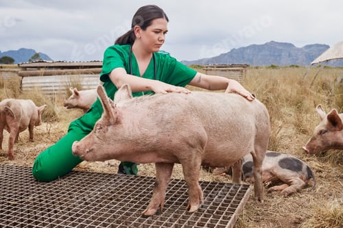 Preview: Lets get you back to good health. Shot of a female veterinarian on a farm with pigs.
