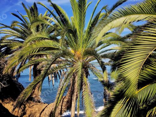 Preview: Lush coastal landscape off the coast of California