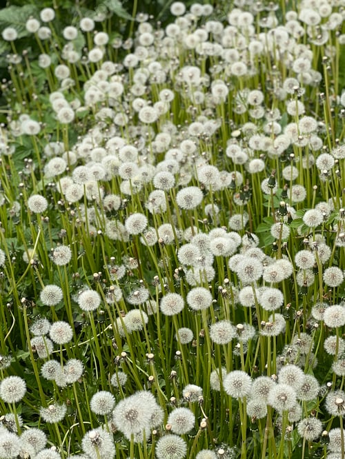 Field of Fluffy White Dandelions in a Grassy Meadow