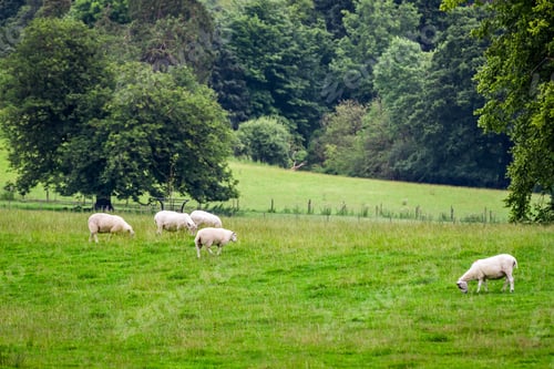 Preview: Sheep grazing on the meadow in summer