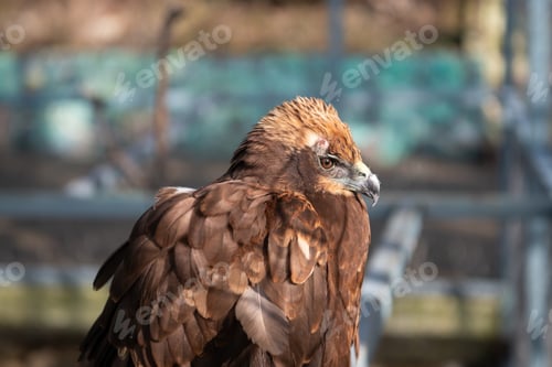Preview: Eagle portrait. Predatory bird.