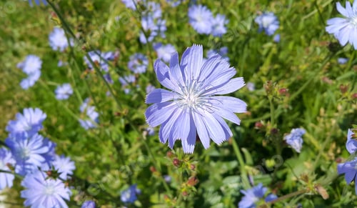 Preview: Beautiful blue chicory flower