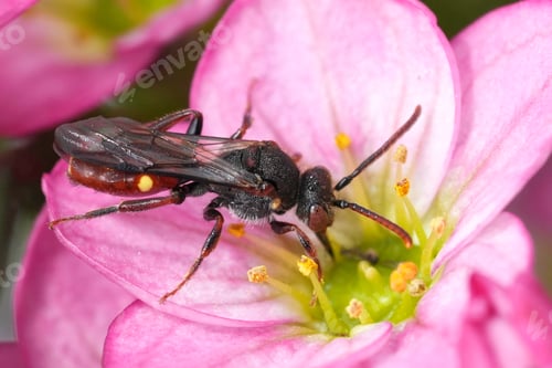 Preview: Closeup on a female yellow-shouldered Nomad bee, Nomada ferruginata on a pink Saxifraga flower