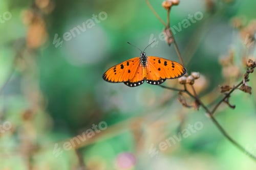Preview: butterfly
