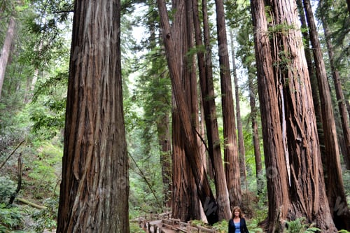 Preview: Woman female standing beneath giant redwoods in Muir Woods California National Monument