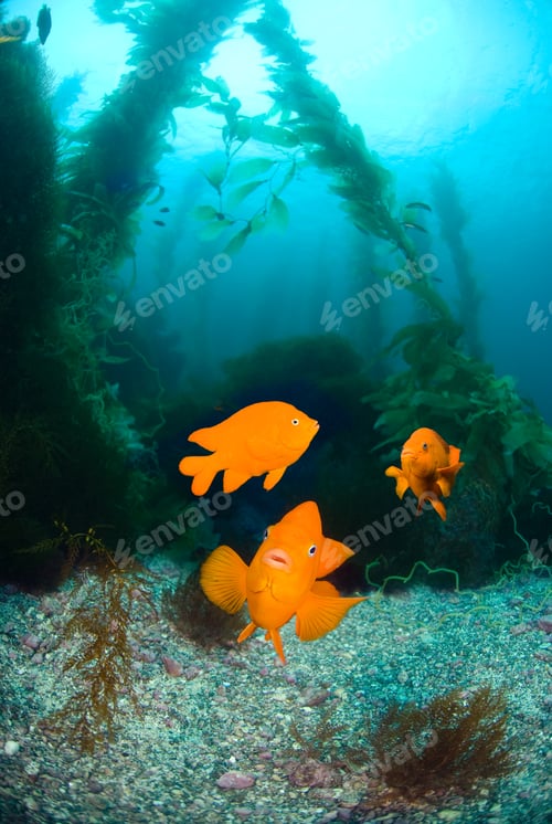 Preview: Orange fish on ocean reef