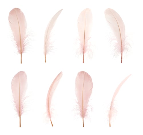 Preview: Beautiful beige feathers isolated on white, set