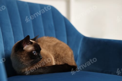 Preview: Adorable Thai cat resting on soft armchair at home