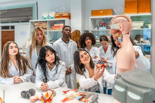 Preview: Medical students studying human anatomy in university laboratory