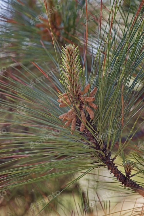 Preview: Loblolly Pine (Pinus Taeda). Called Bull Pine And Old-Field Pine Also. Pollen Cones