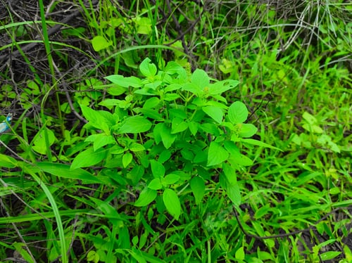 Preview: Closeup Shot Of Sweet Basil Ayurvedic Medicinal Plants