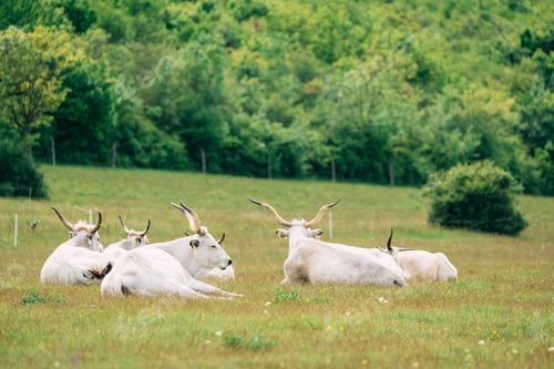 Preview: Hungarian grey cattle on pasture