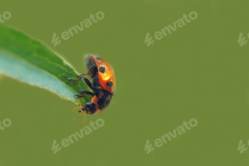 Preview: ladybug on leaf close up on green background