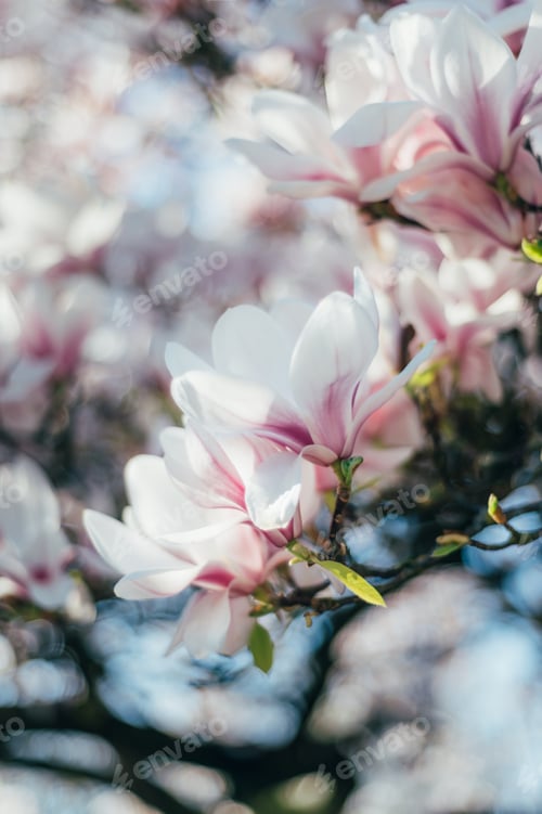Preview: Magnolia Blossoms in Soft Spring Light