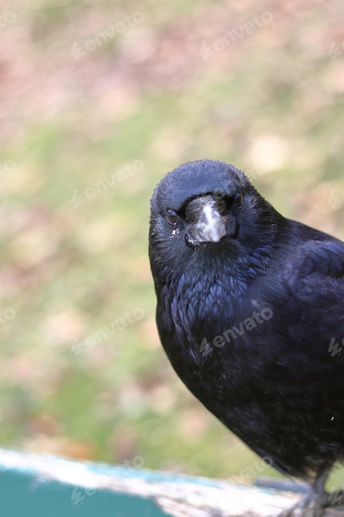 Preview: Black raven with a long beak sitting on a wooden bench in a park with leaves on a blurry background