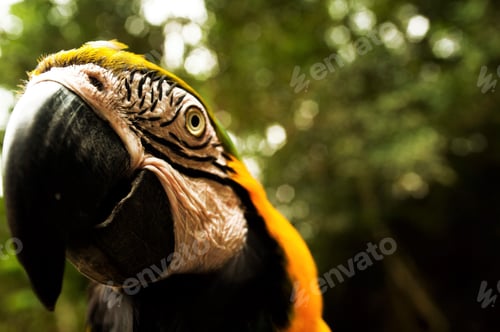 Preview: a close up of a parrot near a green forest and trees