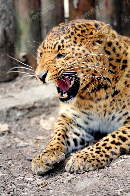 Preview: Leopard
