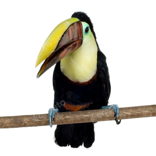 Preview: Swainson's Toucan